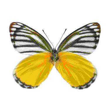 Yellow Jezebel Butterfly, Delias Agostina - Asia thumb