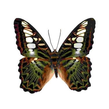 Clipper Butterfly, Pathenos Sylvia - South East Asia thumb