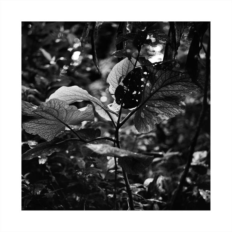 Original Botanic Photography by DIANE DE FERRON