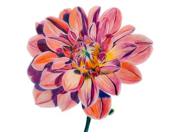 Dahlia Flower Original Drawing Art Prints thumb