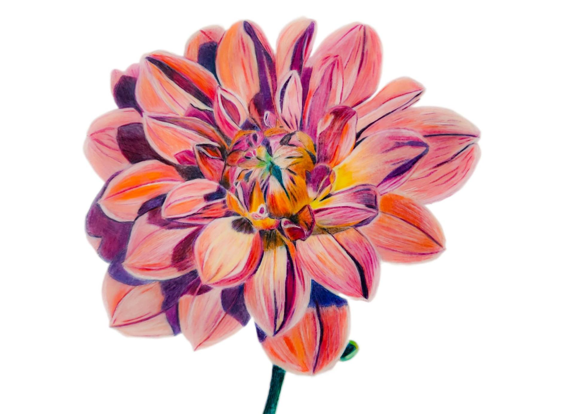Art-Print-peach-dahlia-