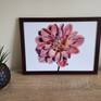 framed dahlia