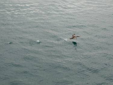 Sea duck in flight thumb