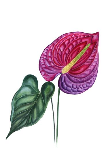 Anthurium magenta flower thumb