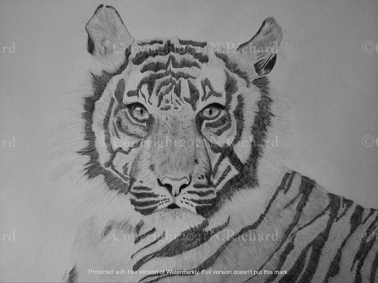 Tigre Drawing by Noémie Richard | Saatchi Art