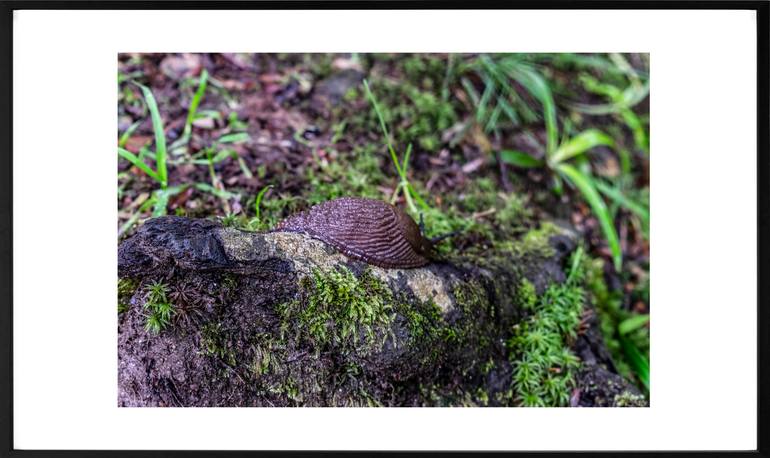 Original Conceptual Animal Photography by Kweeth Los