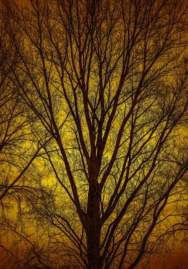 Print of Fine Art Tree Photography by Christian Schmidt