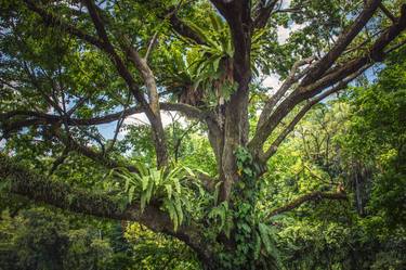 Print of Conceptual Tree Photography by Christian Schmidt
