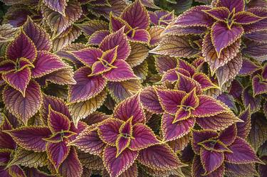 COLEUS - Plectranthus scutellarioides thumb