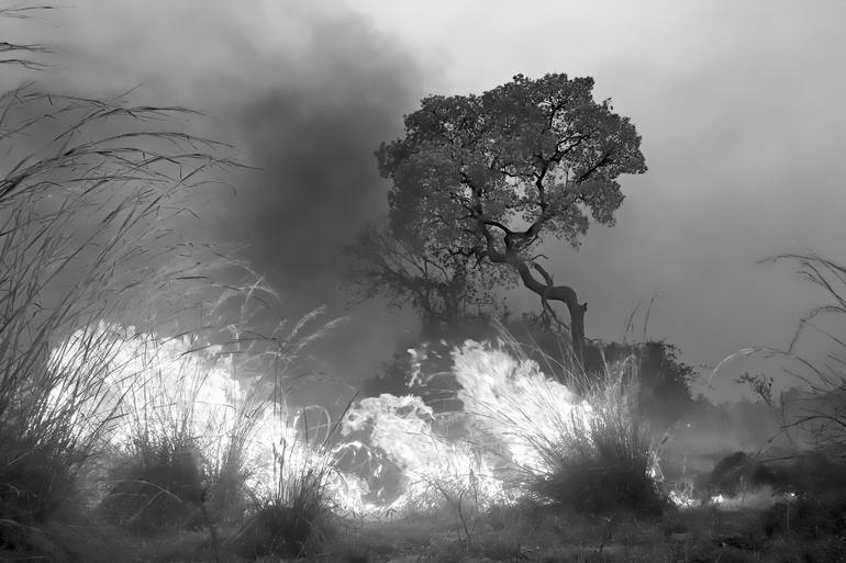 Fotógrafo Izan Petterle revela as Paisagens do Pantanal em chamas - A Lente