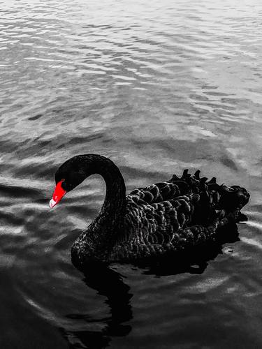 ''Black Swan'' thumb
