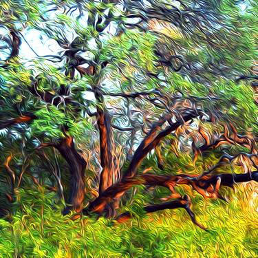 Print of Expressionism Tree Photography by Nancy Wood