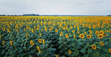 field of sunflowers in the country thumb