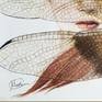 The Dragonfly- details