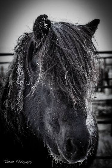 Original Expressionism Horse Photography by Colton Franck