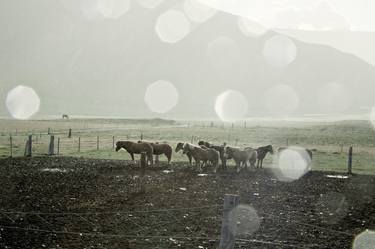 Print of Horse Photography by KISSA STUDIO