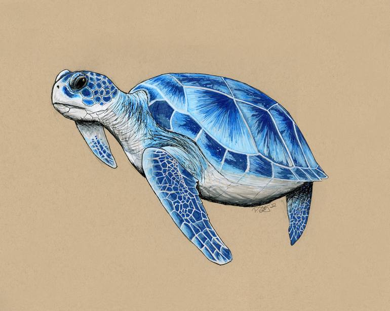 Azure Sea Turtle Drawing By John Gettys 