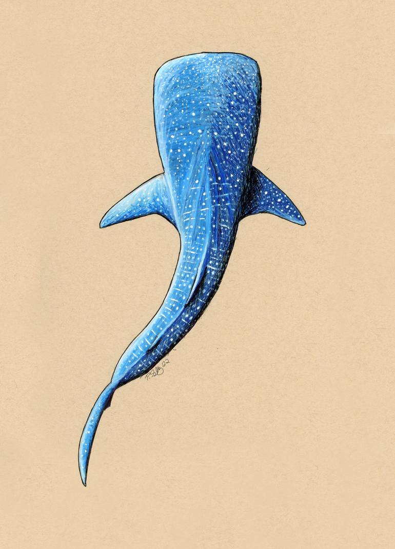 Azure Whale Shark Drawing by John Gettys Saatchi Art