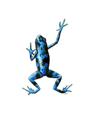 The black and blue poison dart frog. thumb