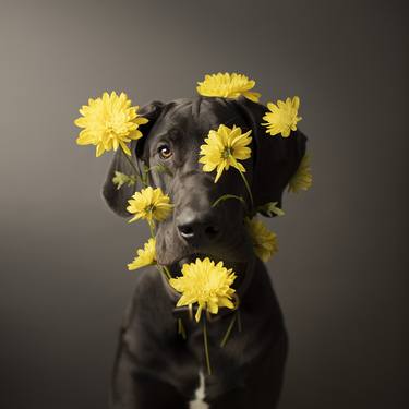 Original Fine Art Dogs Photography by Ron Schmidt