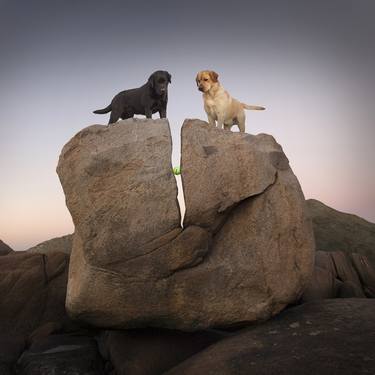 Original Fine Art Dogs Photography by Ron Schmidt