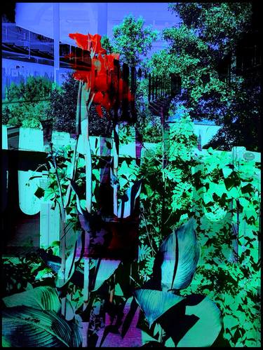 Canna Lilies - Red Canna thumb
