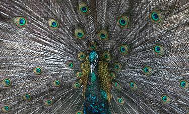 Peacock photography. Limited edition of 10 thumb