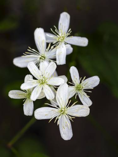 Autumn Clematis thumb