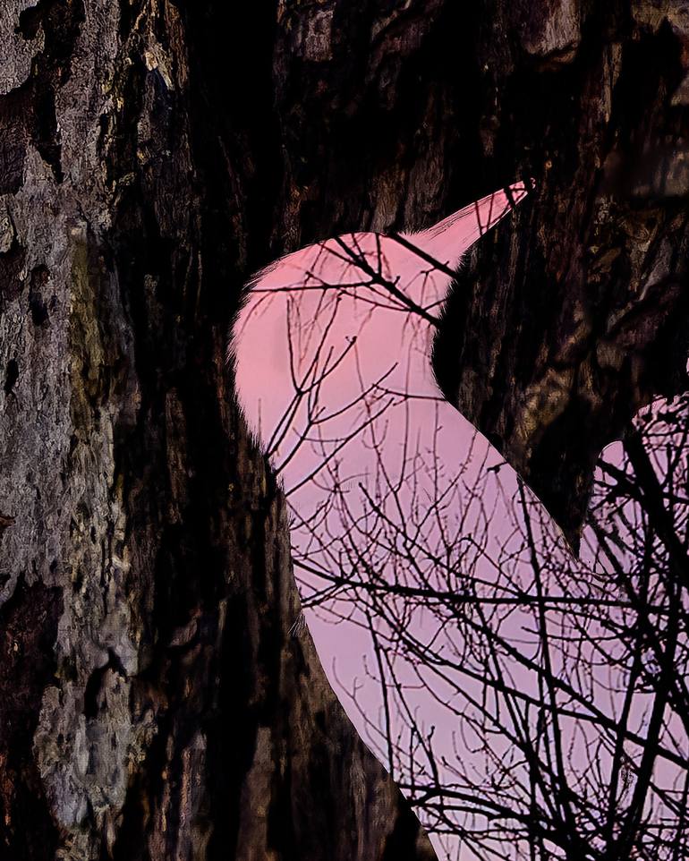 Original Nature, Sunset, Woodpecker, Trees, Golden Hour Landscape Photography by William Leirer