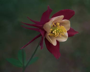 Columbine (on fine art paper) thumb