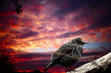 Original Conceptual Nature Photography by Sandra Ban
