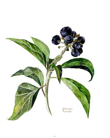 Print of Botanic Paintings by Halyna Nechyporuk