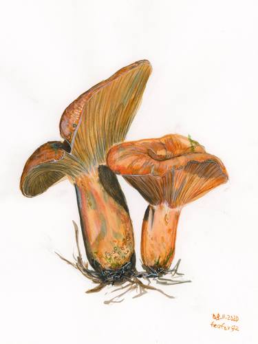 Print of Illustration Botanic Paintings by Halyna Nechyporuk