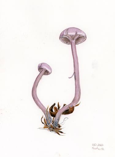 Laccaria amethystina thumb