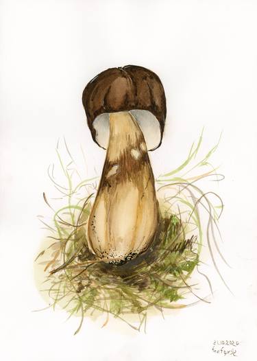 Boletus edulis thumb