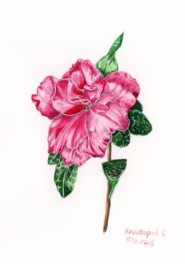 Print of Botanic Paintings by Halyna Nechyporuk