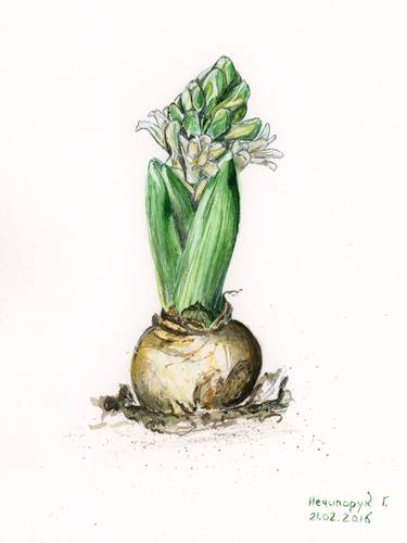 Original Botanic Paintings by Halyna Nechyporuk