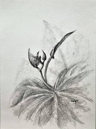 Print of Garden Drawings by Dotty Du