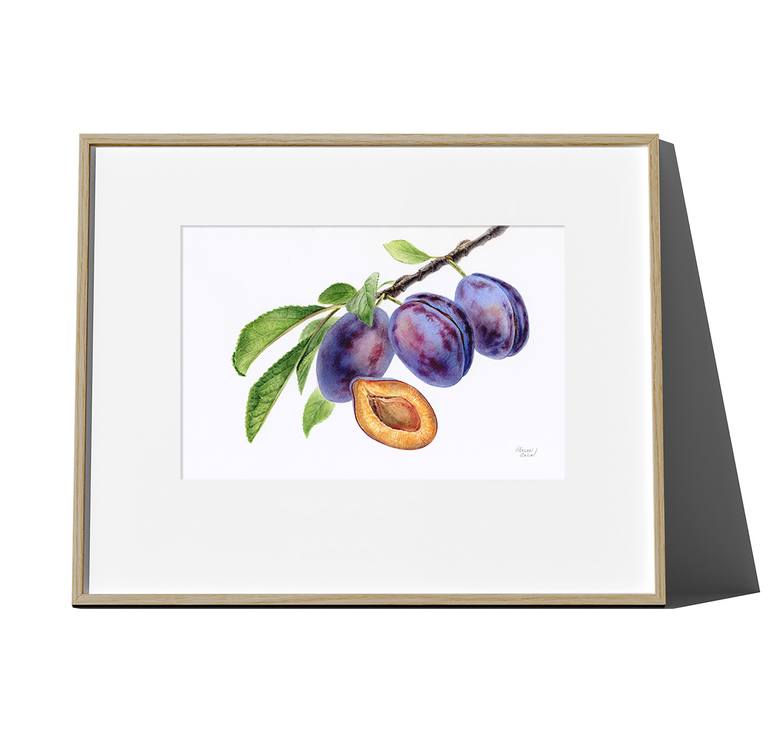 Original Realism Botanic Drawing by Halina Khazani
