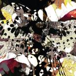 Ink Butterfly by Hayden Fletcher