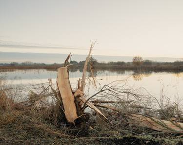 WETLANDS 94 (LARGE) SOMERSET LEVELS 2020 thumb