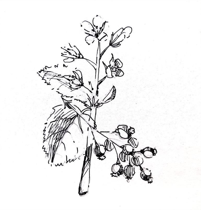Original Illustration Botanic Drawing by Mariuy Terskikh