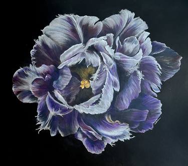 Original Realism Floral Drawings by Silvia Setrakian