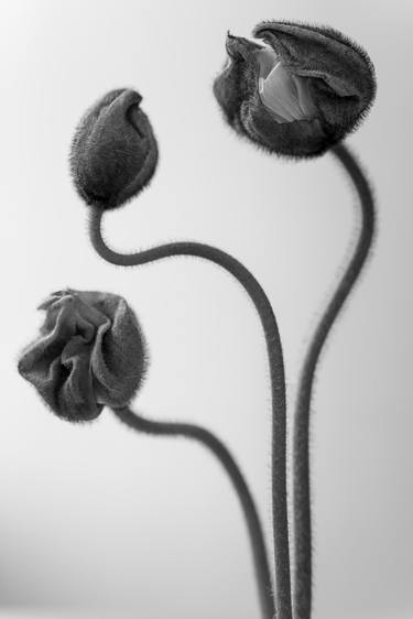 Print of Floral Photography by MG Vander Elst