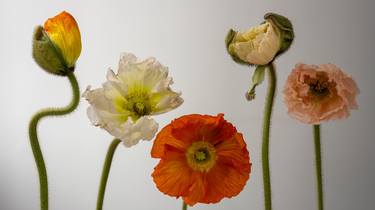 Original Floral Photography by MG Vander Elst