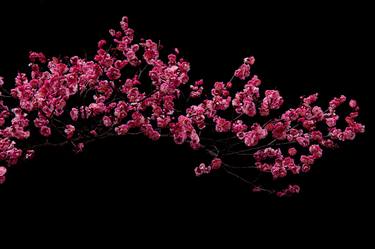 Print of Floral Photography by Takaki Hashimoto