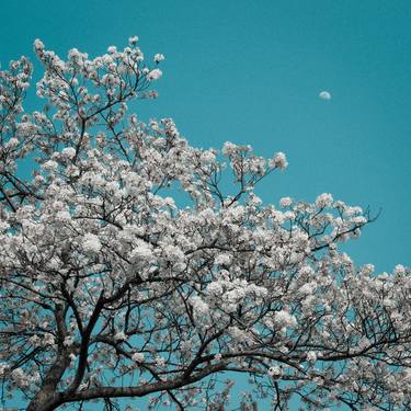 Print of Floral Photography by Takaki Hashimoto