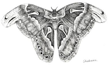 Atlas Moth, Stippled, Sakura Micron Pens on Paper. thumb