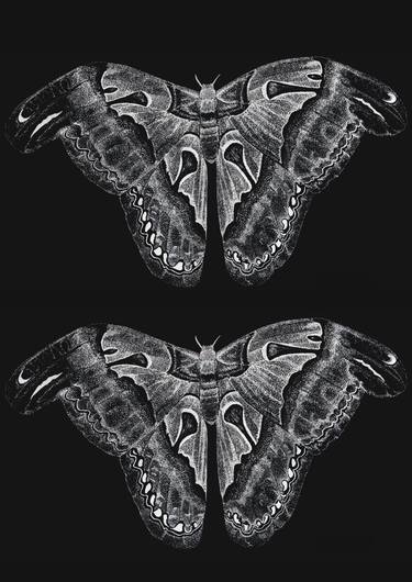 Atlas Moth, Digitized for Print thumb