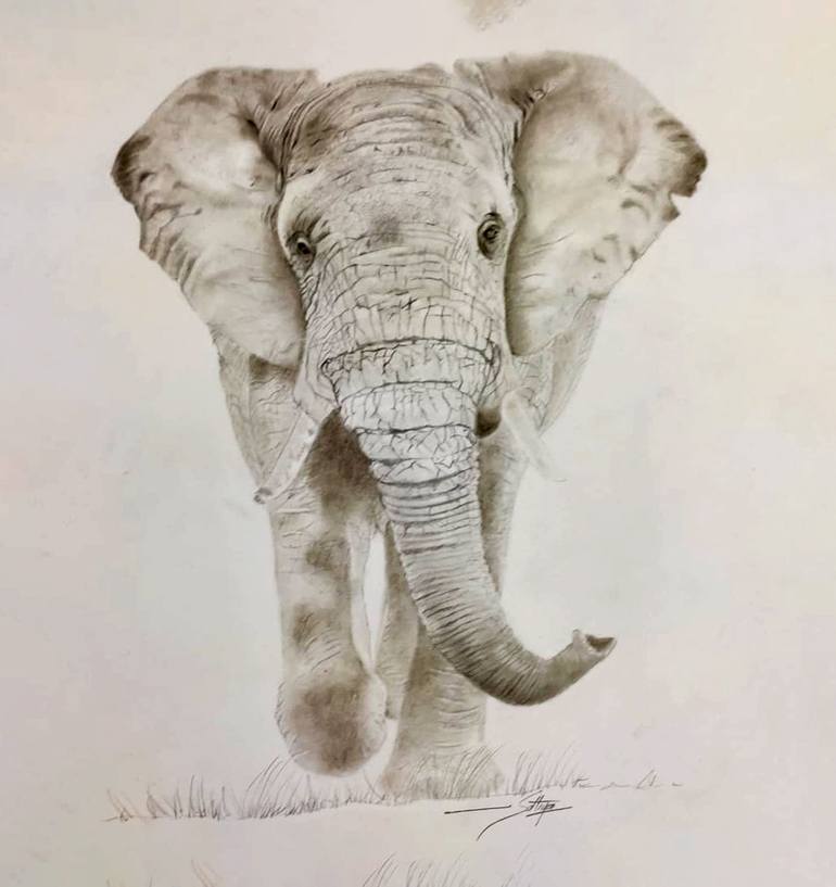 Print of Fine Art Animal Drawings by Sathya Sharma
